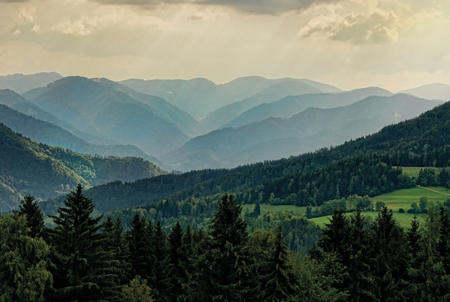 Forets